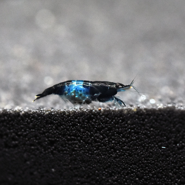 Blue Rili Garnele, Neocaridina davidi 'Blue Rili'